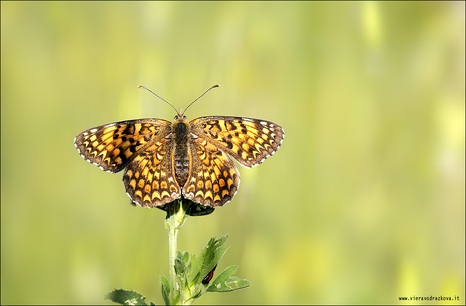 Melitaea ???